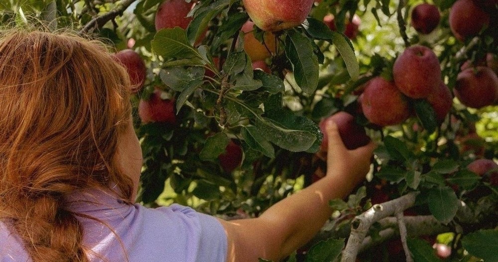Fall Family Field Trips Nolensville, TN_Morning Glory Orchard