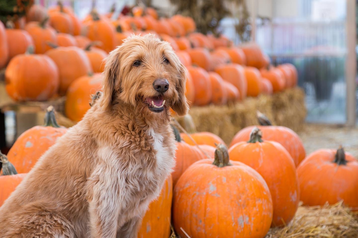 Pups in the Park - Pumpkin Patch & Corn Maze at Lucky Ladd Farms.