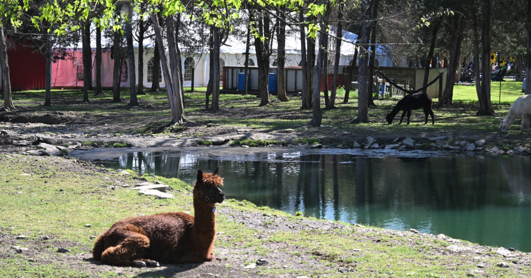 A brown llama in its enclosure, lounging by a pond at Lucky Ladd Farms in Eagleville, Tennessee.