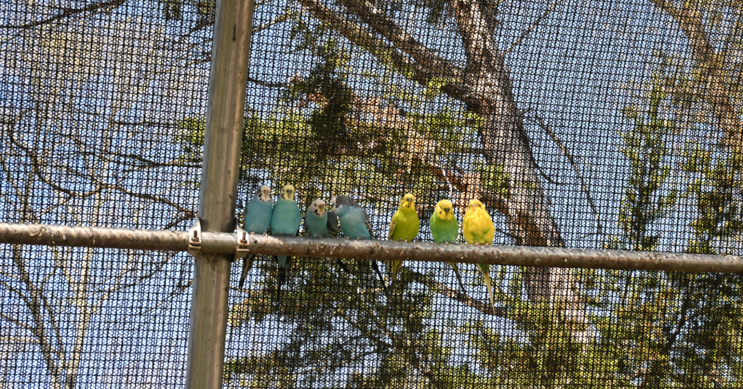 A row of blue, green, and yellow canaries in the aviary at Lucky Ladd Farms in Eagleville, Tennessee.