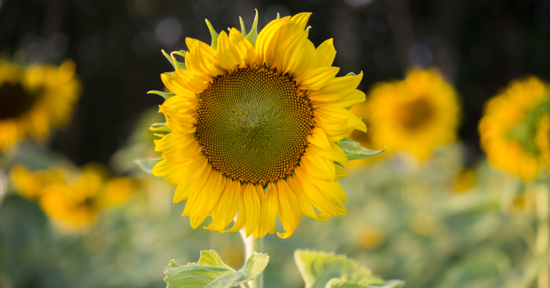 An image of a sunflower in a field. 