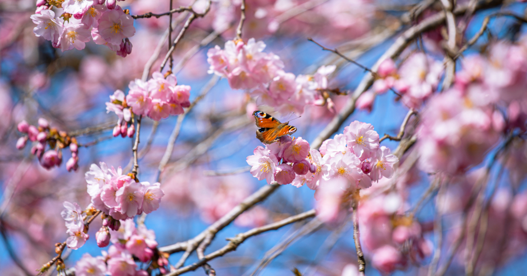 This is a beautiful picture of an orange butterfly perched on the branch of a pink cherry blossom tree.