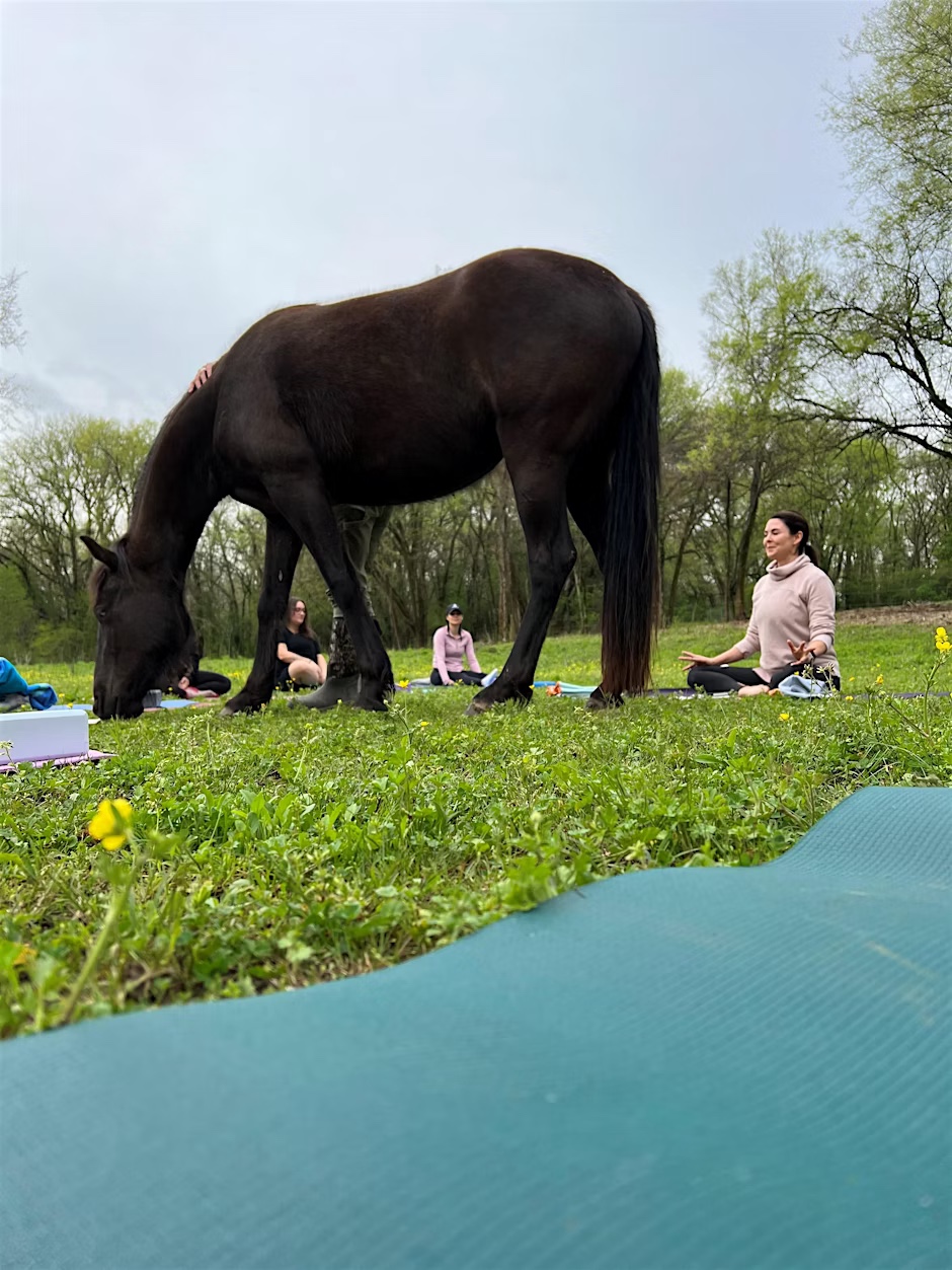 Horse Yoga for a Cause Classes College Grove, TN