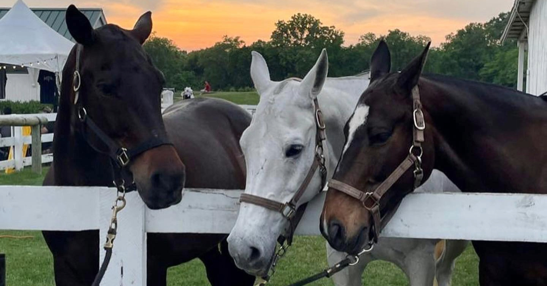 Horses at Franklin Polo Academy Franklin TN Polo Lessons