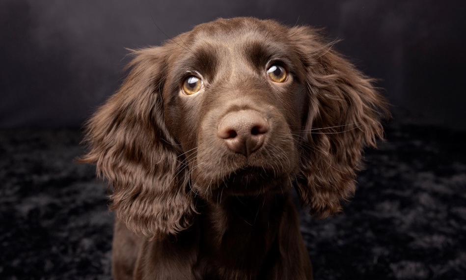 Tails of Franklin Coffee Table Book - WCAC