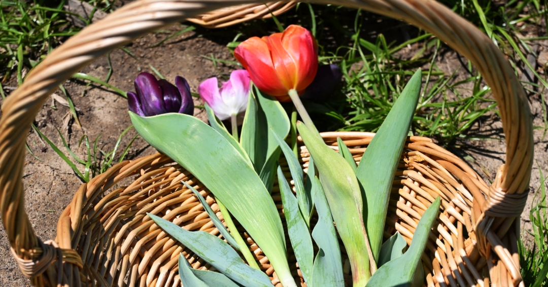 A basket of picked tulip stems in purple, pink, and orange at Lucky Ladd Farms in Eagleville, Tennessee.