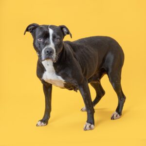 Bonnie is almost two years old and one of the longer-term dogs at WCAC. She can be a bit selective about her four-legged friends and seems to prefer male dogs. Like all of the adoptable pets at the center, Bonnie has been spayed (or, neutered), microchipped and current on her vaccinations. She’s also learning how to walk properly on leash and basic commands. She came in as a stray, so we don’t know how she is with children or cats or if she is housetrained. Come by WCAC to visit Bonnie and all the others looking for their forever home! 