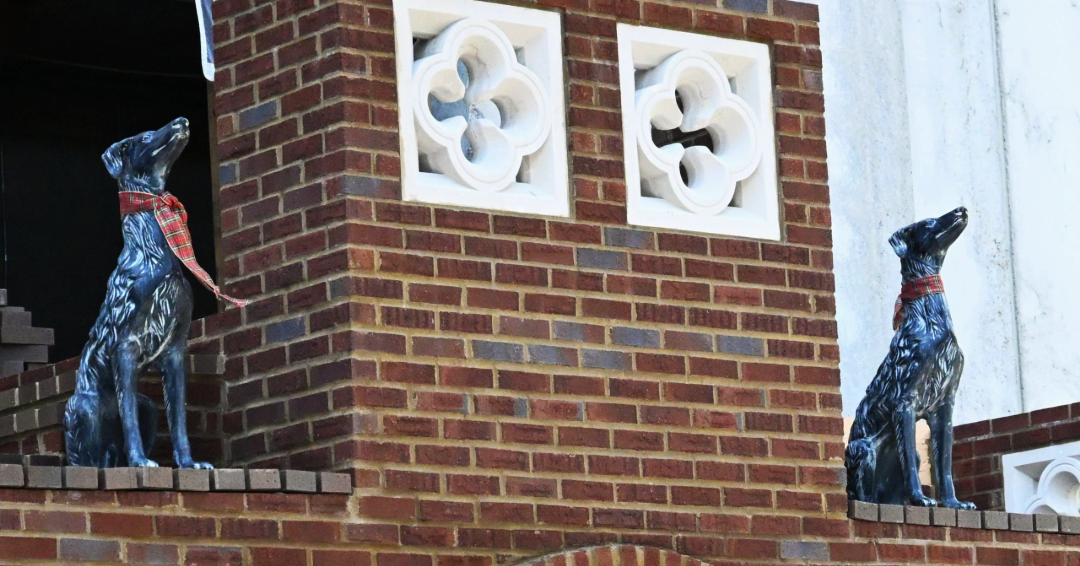 Castel Gwynn in Arrington, Tennessee, welcomes guests with entryway status of Scottish Deerhounds. 