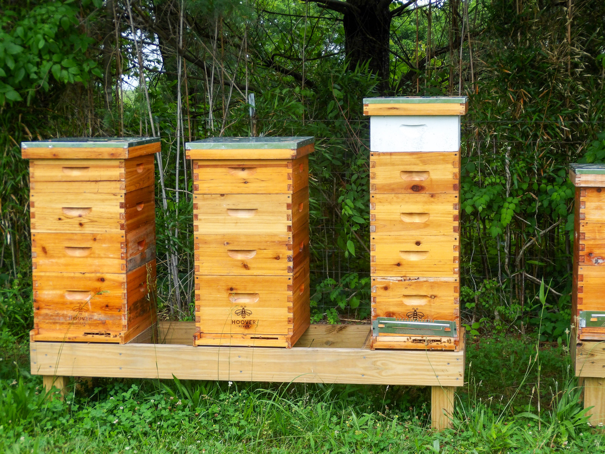 Morning-Glory-Orchard-Nolensville-TN-12