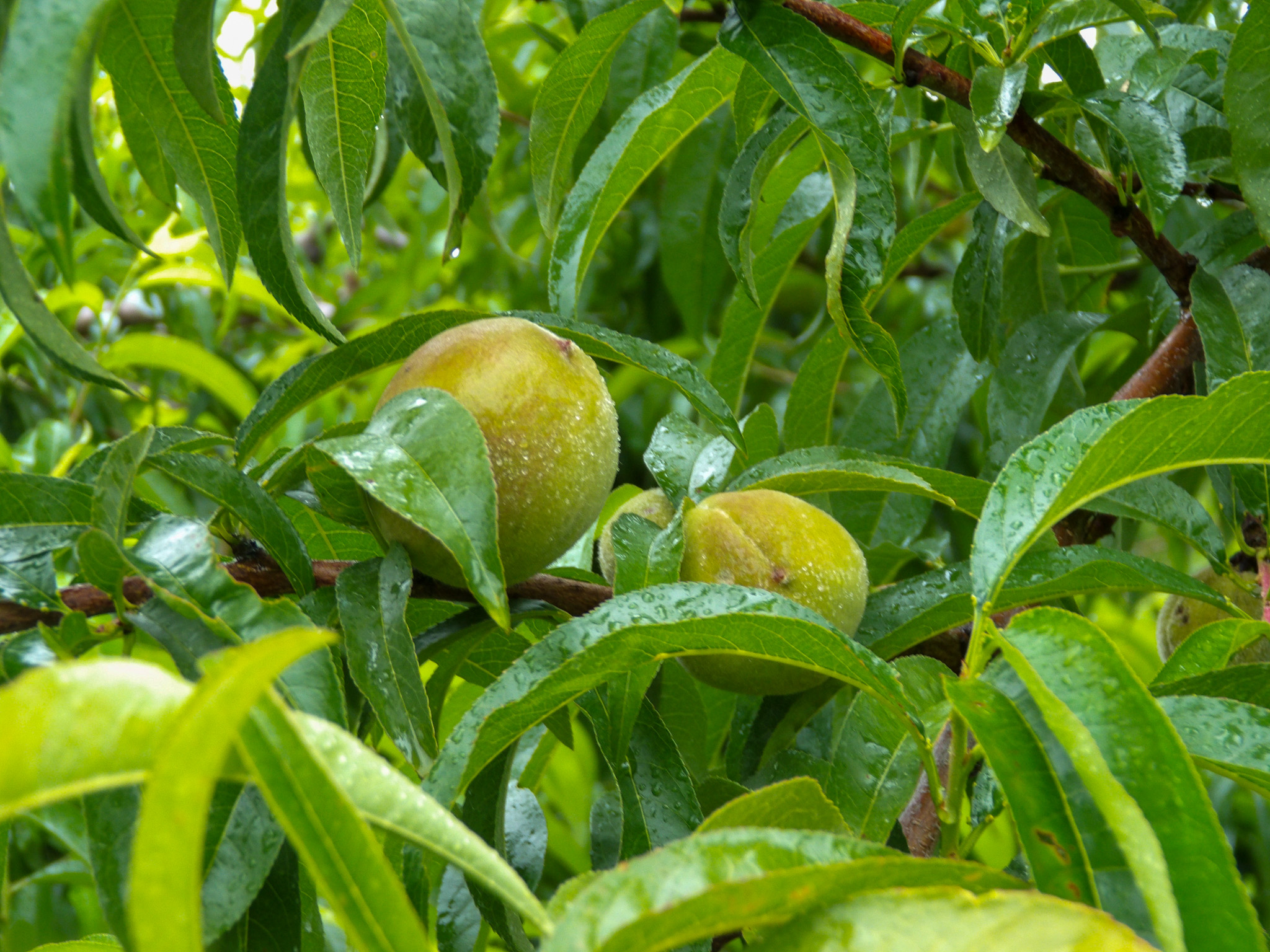 Morning Glory Orchard in Nolensville, Tennessee, peaches on the tree.
