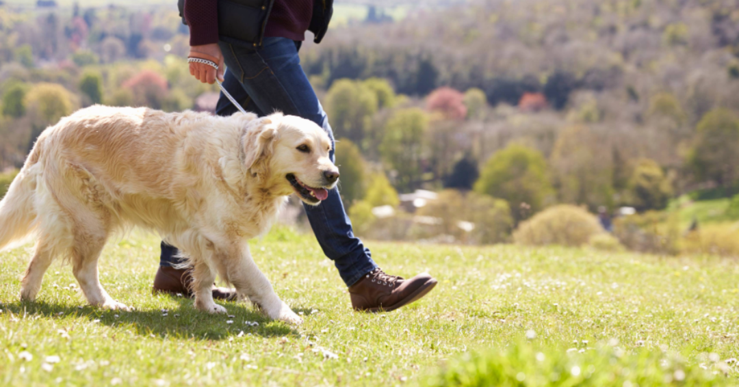 An unseen man is walking a golden retriever on a leash in the scenic outdoors, Franklin, Tennessee. 