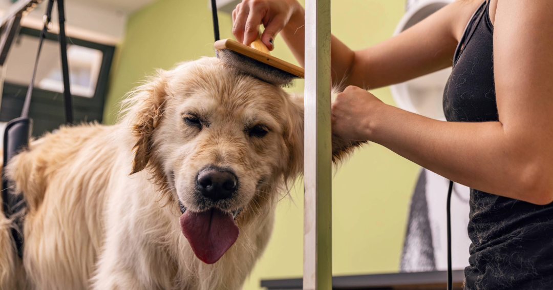 A dog getting groomed at a Franklin groomer, having it's hair brushed and trimmed. 