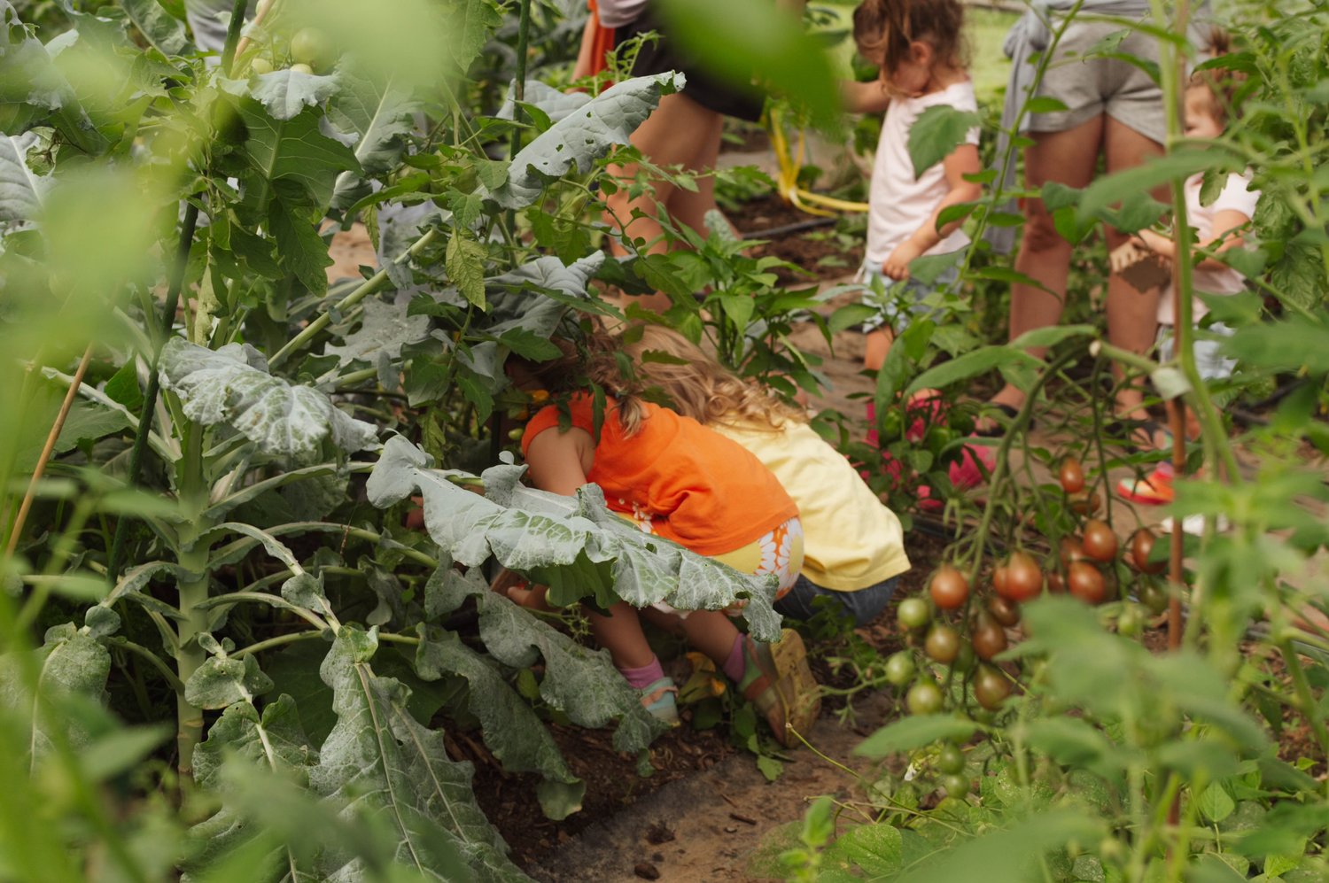 Little Gardeners Workshop in Franklin.