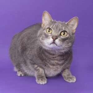 Marvin is a cat for adoption in Franklin at Williamson County Animal Center. Eight-year old Marvin is looking for a patient and understanding family because he’s had challenges with litter box habits in the past; but, he’s been doing well at the shelter. He has lived outside before and many cats that wish to spend time outdoors will exhibit undesirable behaviors if they are restricted to indoors only. So, we believe that having access to outside is the better lifestyle for him. Marvin is more of a wallflower than a troublemaker and may take some time to get comfortable in a new home. Though cuddling is not his favorite pastime, he has previously lived with another cat. Visit WCAC today to meet Marvin and all the adoptable pets looking for their forever home. 