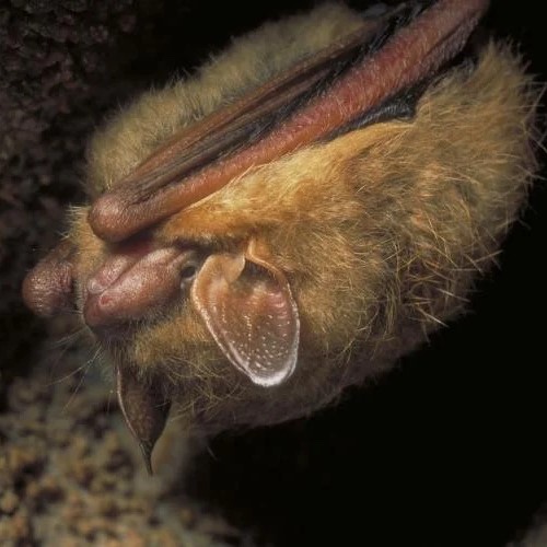 Owl's Hill Nature Sanctuary Brentwood, Tenn._Night Echoes Hike