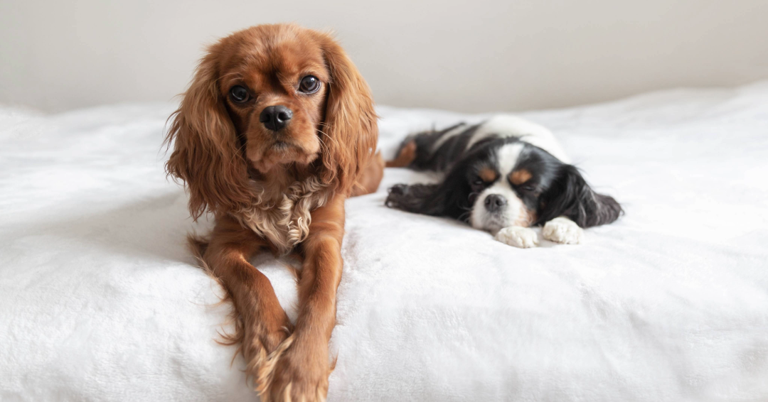 Two small breed dogs nap on a bed, representing pet-friendly hotels in Franklin, Tennessee.
