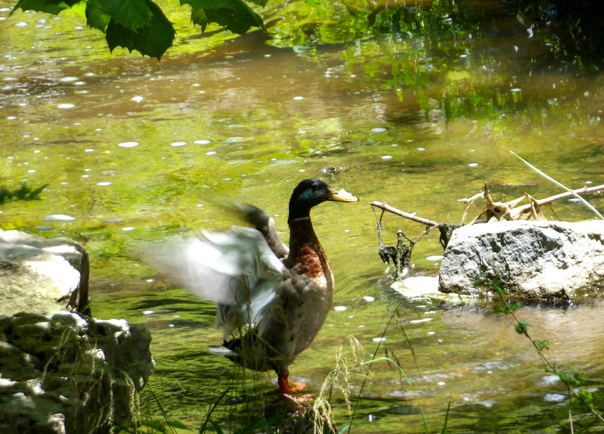 Wildlife at Radnor Lake State Park in Nashville, Tennessee: Duck.
