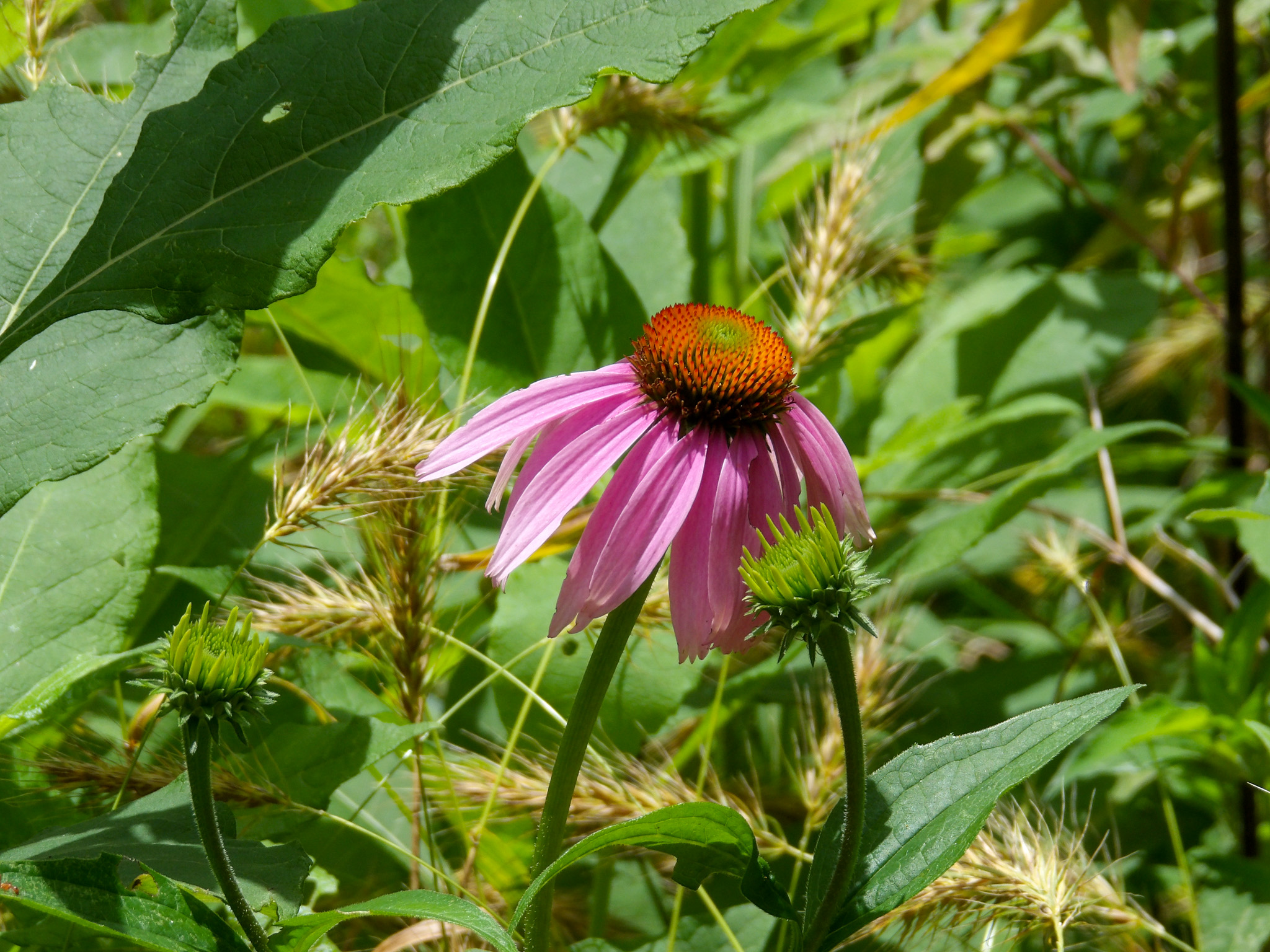 Visiting Radnor Lake State Park in Nashville, Tennessee, hiking and wild flowers.
