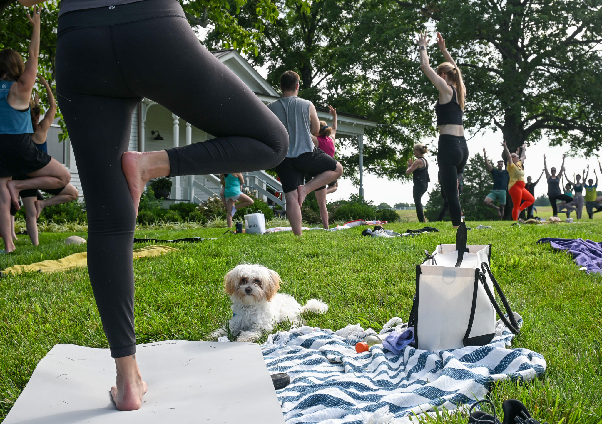Yoga in the Park Event Franklin, TN_Fitness & Wellness_ Workout-Dog
