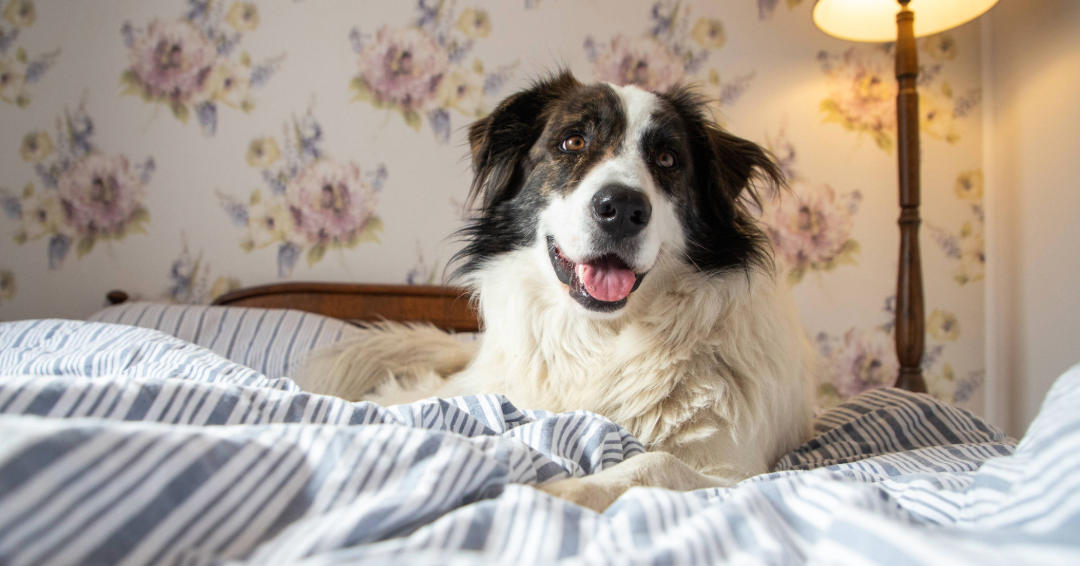 A dog ready for boarding in Franklin, lays on an unmade bed, tilting its head to one side. 