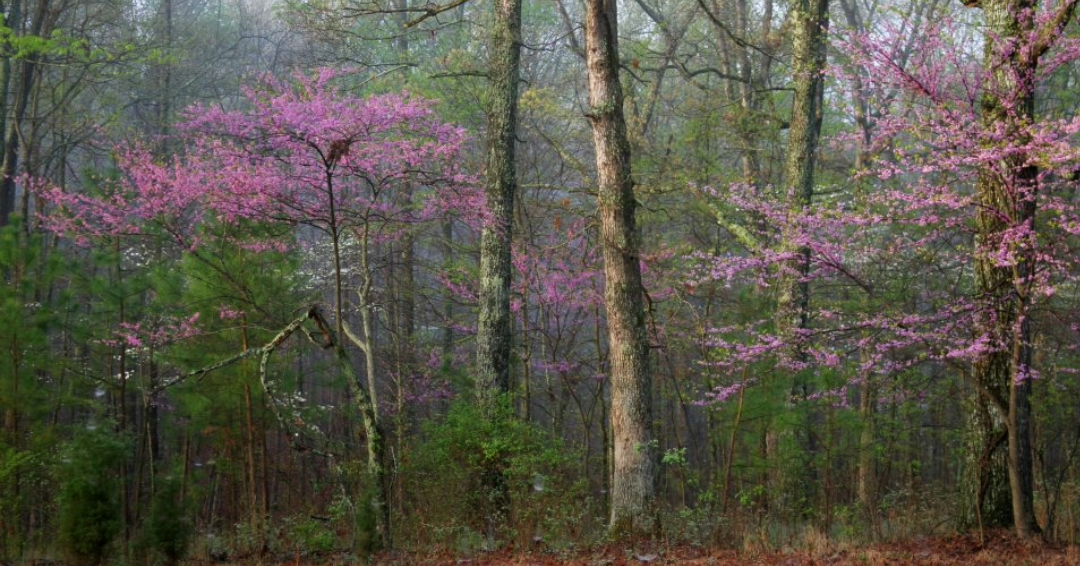 Blooming trees at Bowie Nature Park in Fairview, Tennessee.