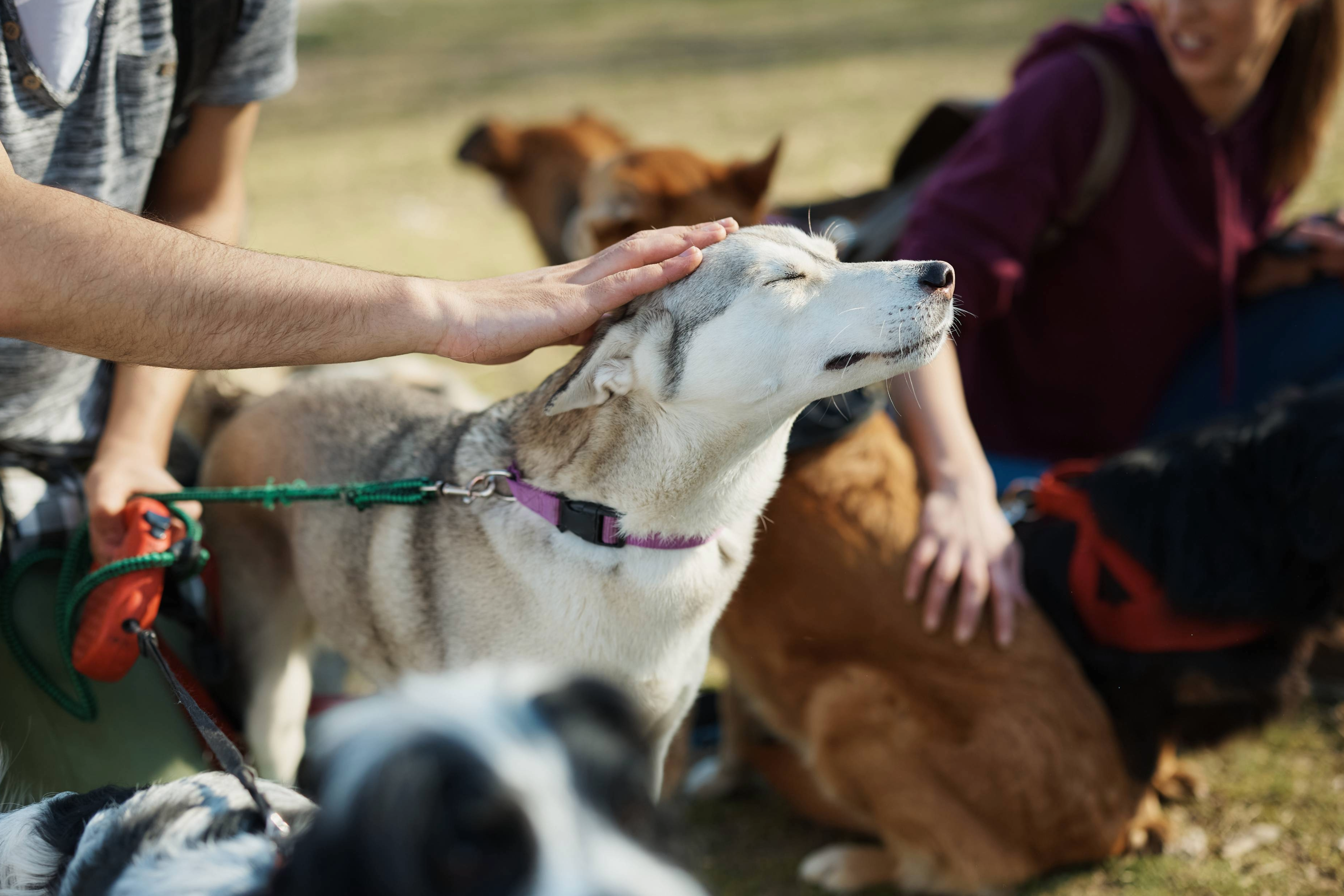 A man pets a dog in Nashville, Tennessee, showcasing care for dogs and local pet adoption. 