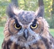 Owl's Hill Nature Sanctuary Brentwood, TN_Boomer.