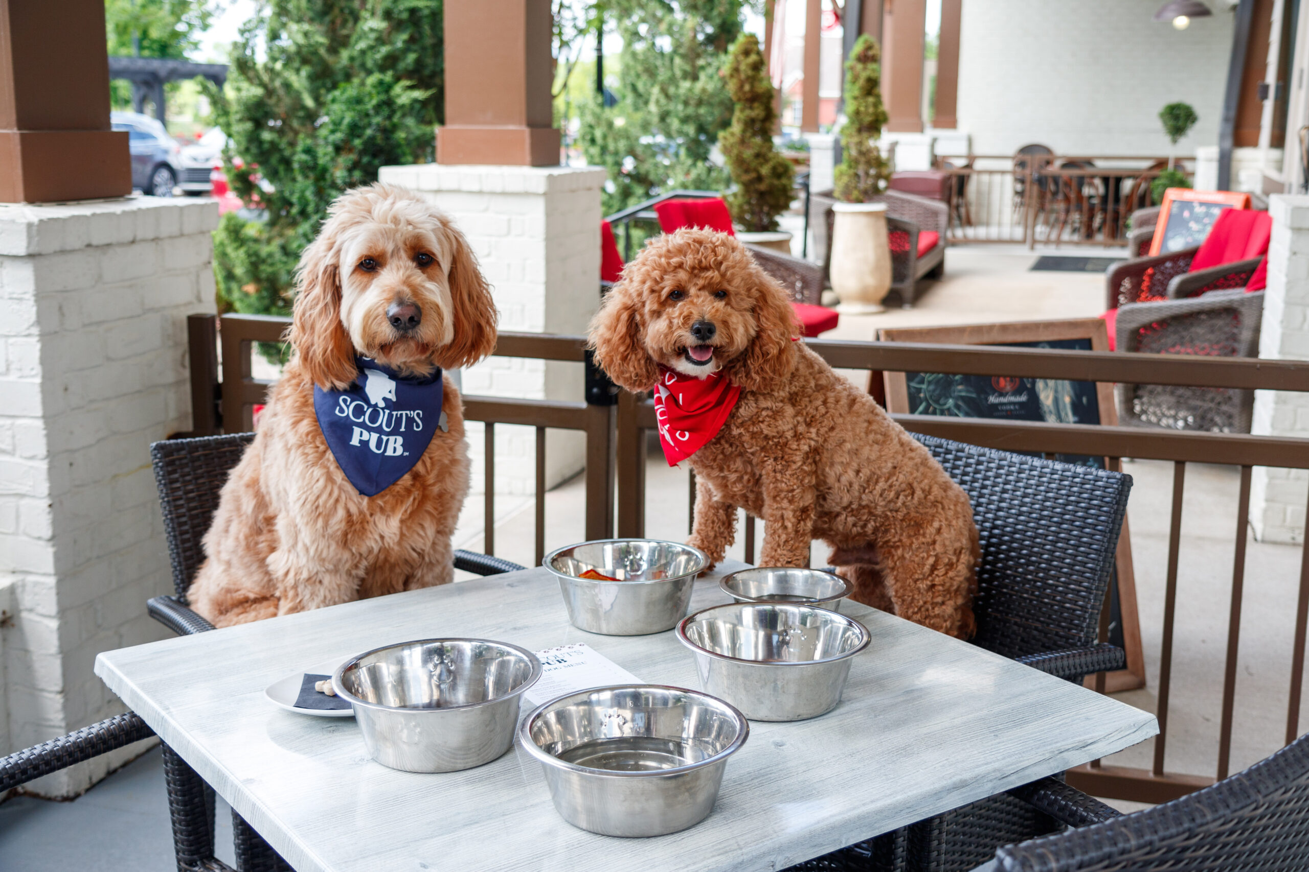 Scout's Pub Franklin, Nashville TN Dog Friendly Restaurant + Bar Good Dog Menu- Charlie & Ollie at table.
