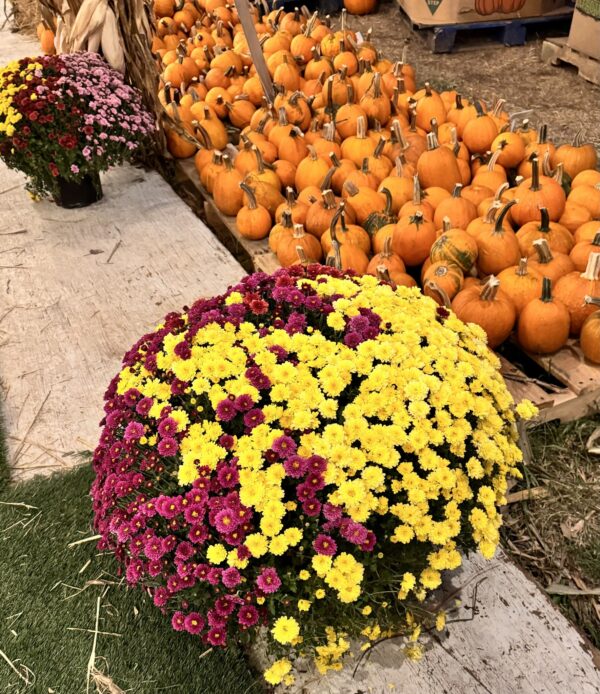 The Pumpkin Patch Franklin, TN Cooper Trooper Foundation 2.