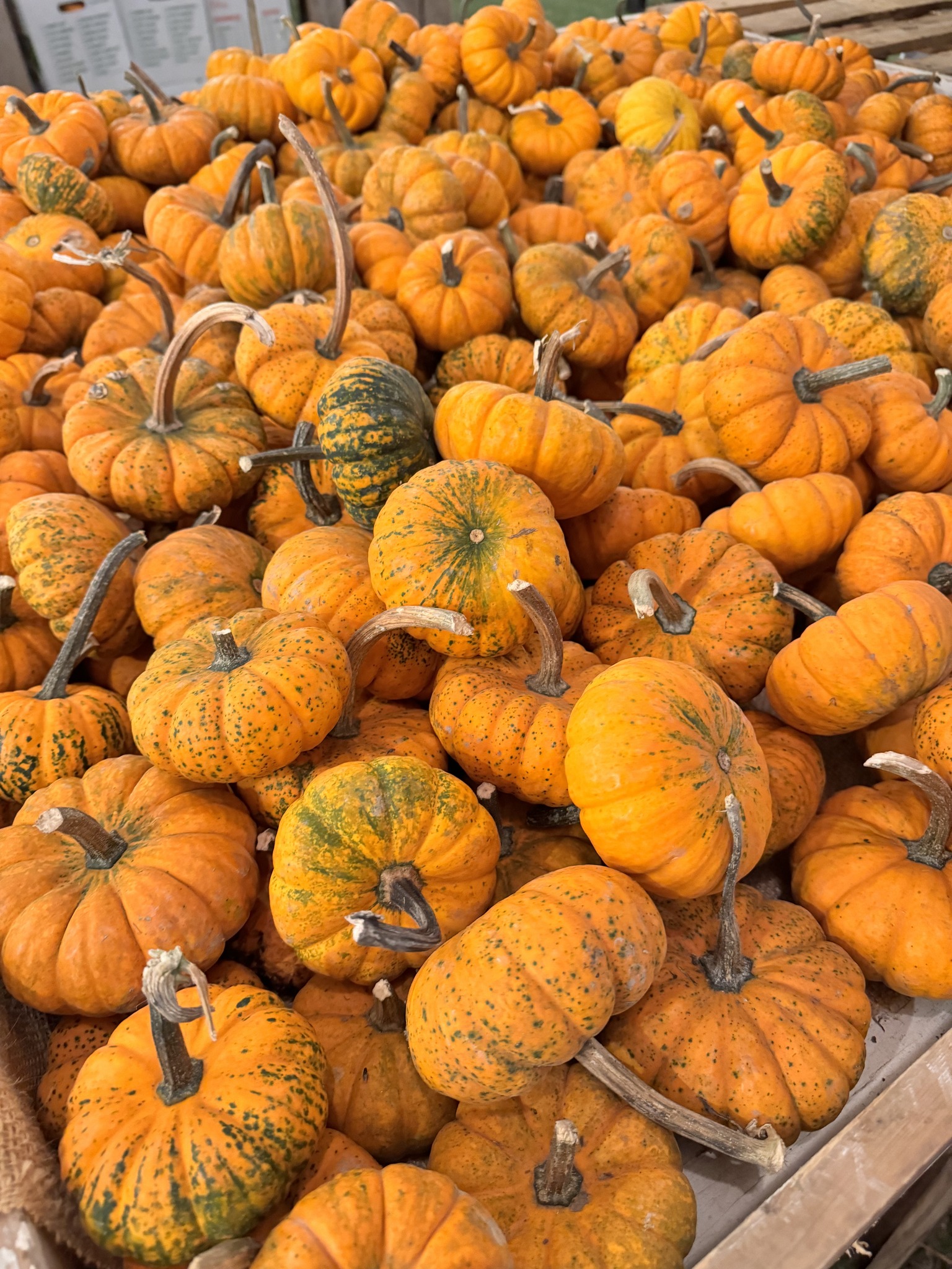The Pumpkin Patch Franklin, TN Cooper Trooper Foundation 3.