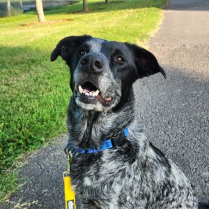 At Williamson County Animal Center, a dog named Valkyrie is up for adoption. Four-year old Valkyrie has been on multiple sleepovers with staff and volunteers and is reported to very calm in a home and completely house trained. Once settled, she has been affectionate and like to relax on the couch and have her belly rubbed. Valkyrie has done well with dogs in her time at WCAC and seems to prefers calmer four-legged friends. She walks well on leash, is spayed, microchipped, and up to date on vaccines. Stop by WCAC today and visit Valkyrie and the other pets looking for their forever home. 