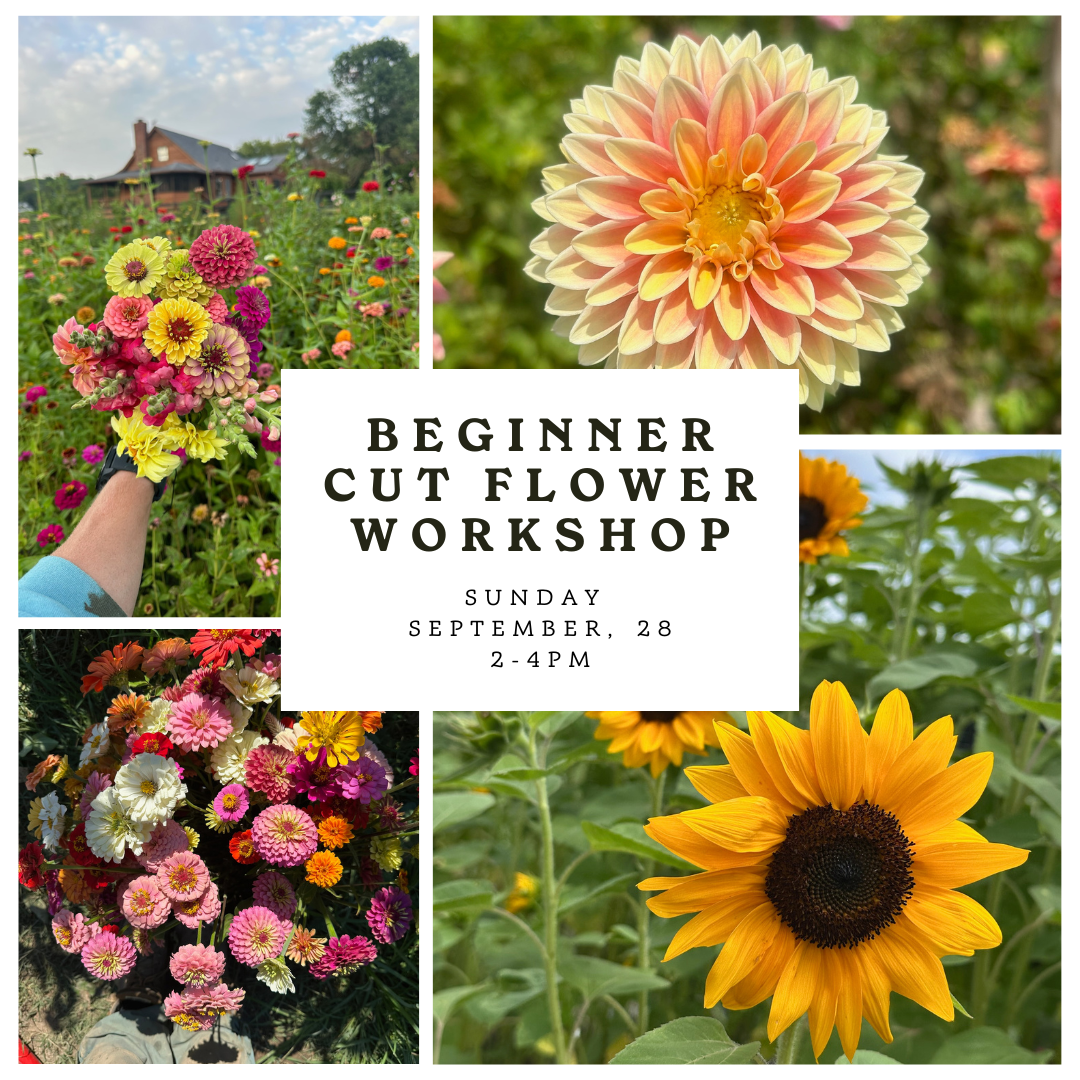 Beginner Cut Flower Workshop in Arrington, TN at Young Harvest Farm.