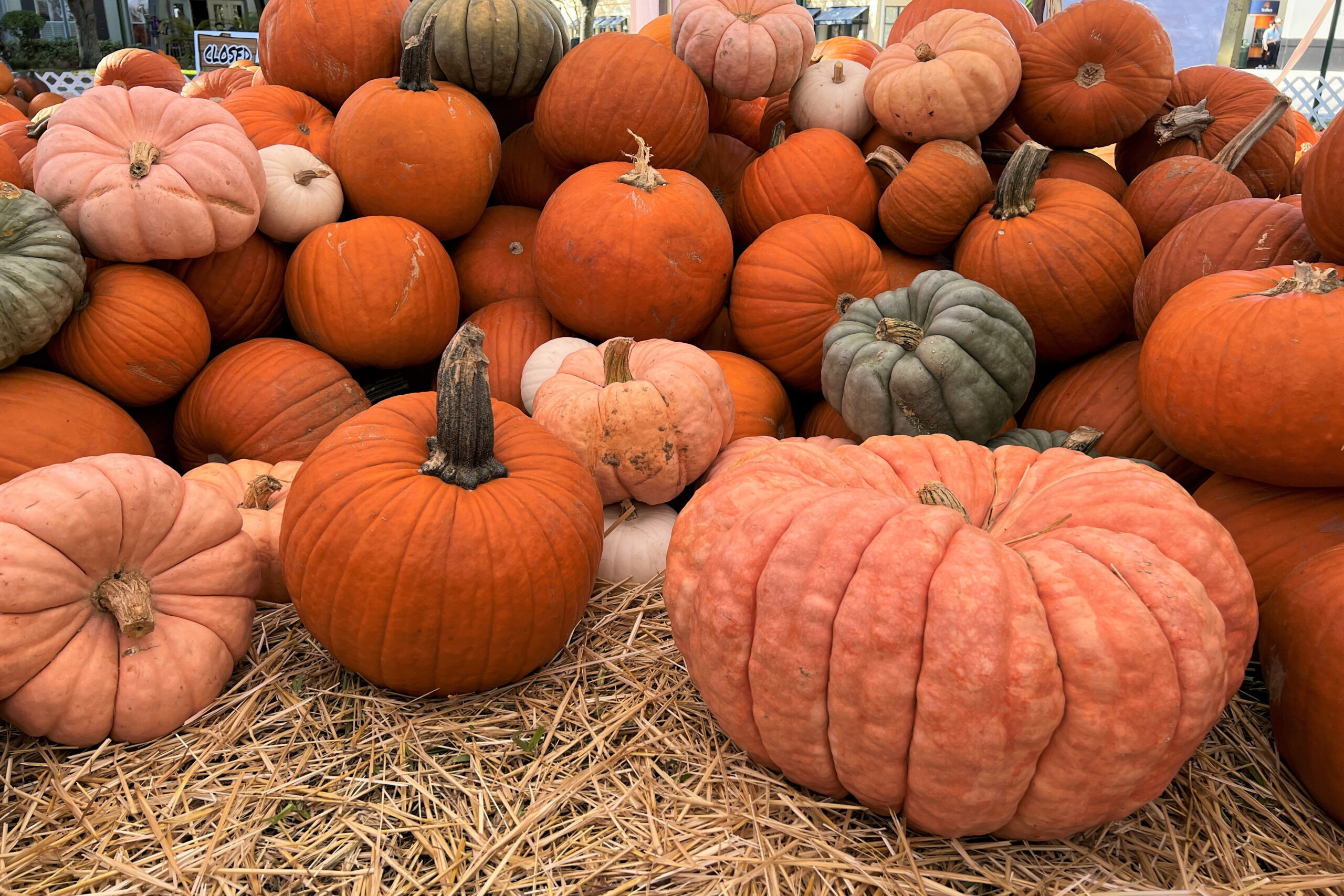 Farmstand at Berry Farms Pumpkins Franklin TN