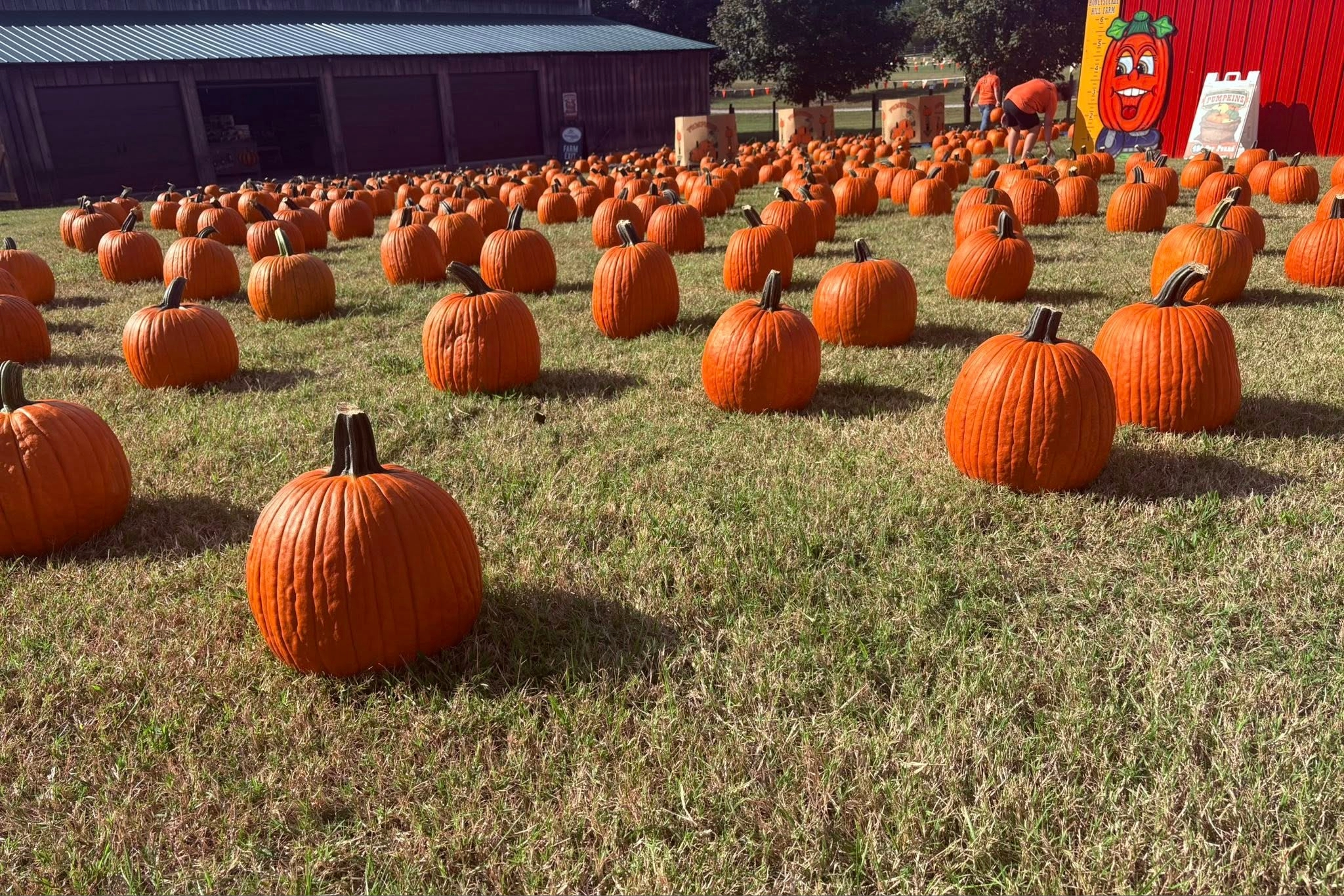 Pumpkin patch in Springfield, TN at Honeysuckle Hill Farm Fall Festival, which includes a corn maze, hayrides, pig races, singing chicken shows, a pumpkin cannon demonstration, climbing walls, ziplines, obstacle courses, and the always-popular Pumpkin Express Light Show in the evenings. For those who stay after dark, the farm keeps the fun going with fireworks, bonfires, and flashlight maze adventures.