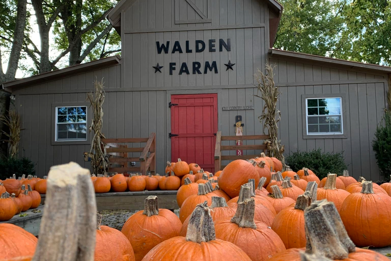 Walden Farm in Smyrna, TN offers a pumpkin patch, climbing wall, corn maze to hay mountains, duck races, calf roping, pumpkin bowling and a Pumpkin Train for kids.