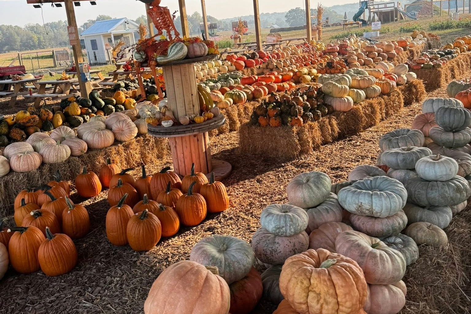 White House Pumpkin Patch Tennessee