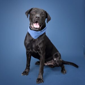 Dale a dog up for adoption in Franklin at WCAC.
