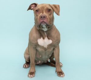 Martha Dog for Adoption at Williamson County Animal Center.